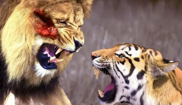 狮子和老虎到底谁是百兽之王呢？